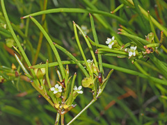 Centella thesioides