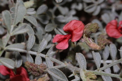 Indigofera adenocarpa