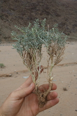 Indigofera adenocarpa