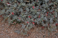 Indigofera adenocarpa
