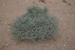 Indigofera adenocarpa