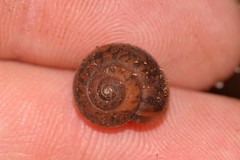 Austrochloritis laurieton