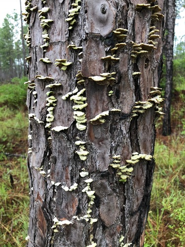 Eglinė Kempelė nuotrauka