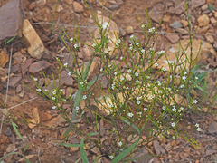 Coleonema juniperinum