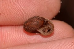 Austrochloritis laurieton