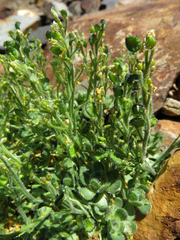 Draba lemmonii