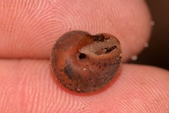 Austrochloritis laurieton