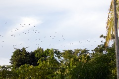 Psarocolius bifasciatus