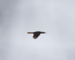 Psarocolius bifasciatus