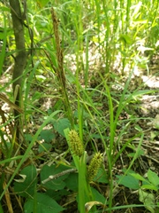 Carex hyalinolepis