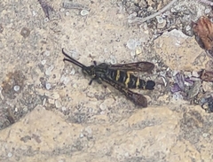 Sazonia fenusaeformis