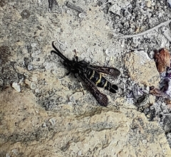 Sazonia fenusaeformis