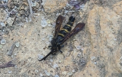 Sazonia fenusaeformis