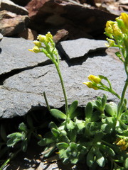 Draba lemmonii