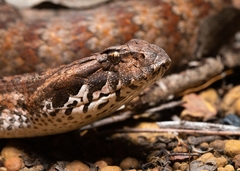 Acanthophis antarcticus
