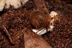 Austrochloritis laurieton