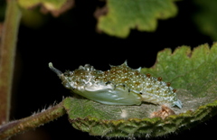 Mylothris rueppellii haemus