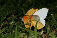 Mylothris agathina agathina