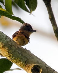 Pachyramphus castaneus