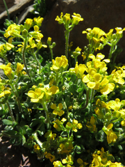 Draba lemmonii