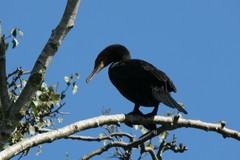 Nannopterum brasilianum