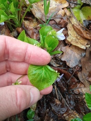 Viola mirabilis