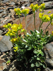 Draba lemmonii