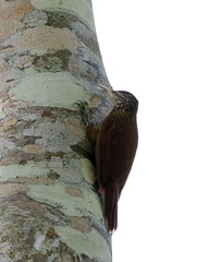 Xiphorhynchus guttatus