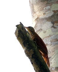 Xiphorhynchus guttatus