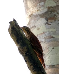 Xiphorhynchus guttatus