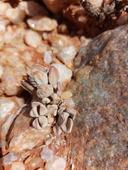 Crassula sericea