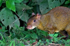 Dasyprocta variegata