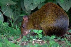 Dasyprocta variegata