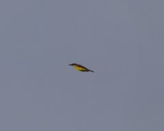 Megarynchus pitangua