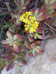Crassula brevifolia