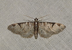 Eupithecia insigniata