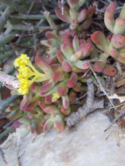 Crassula brevifolia