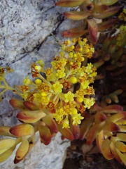 Crassula brevifolia