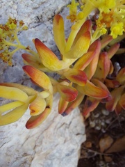 Crassula brevifolia