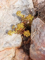 Crassula brevifolia