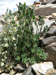 Draba lemmonii