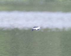 Tachycineta leucorrhoa