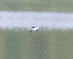 Tachycineta leucorrhoa