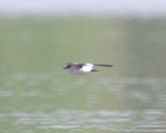 Tachycineta leucorrhoa