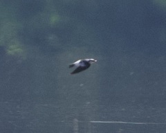 Tachycineta leucorrhoa