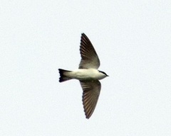 Tachycineta albiventer