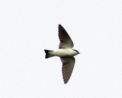 Tachycineta albiventer