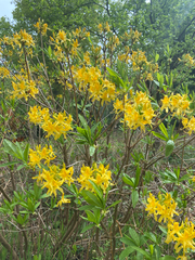 Rhododendron luteum