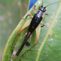 Trigonidium cicindeloides