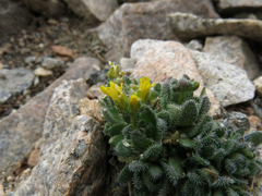 Draba longisquamosa